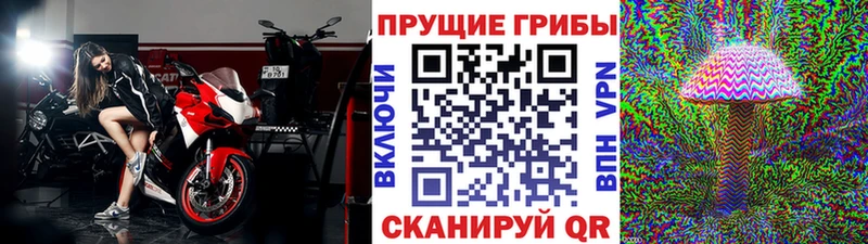 blacksprut ссылки  Билибино  Галлюциногенные грибы Psilocybine cubensis 